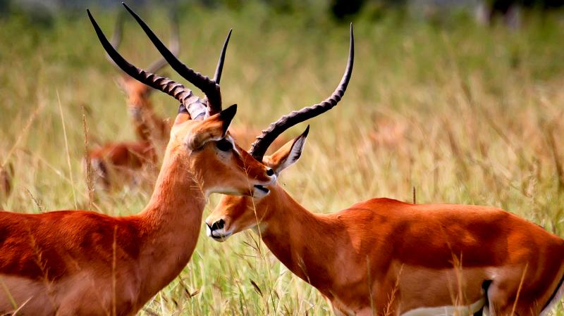 Akagera National Park